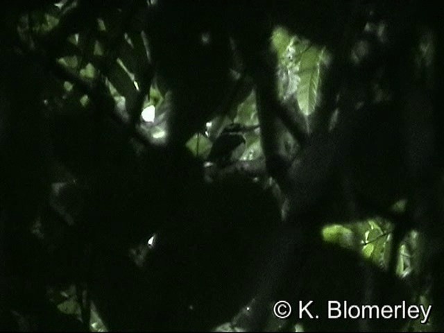 Sombre Kingfisher - ML201033661