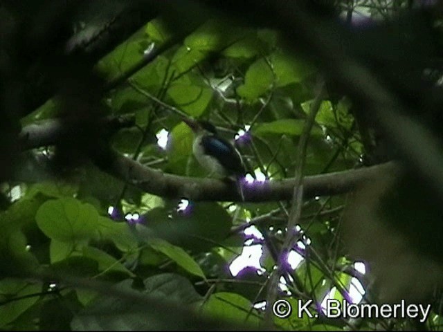 Common Paradise-Kingfisher - ML201033671