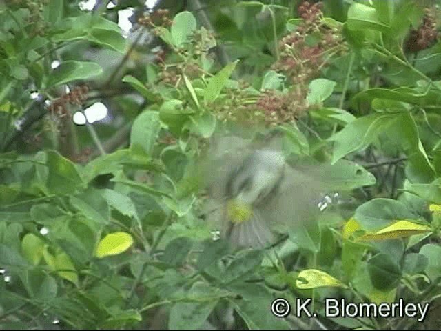 Braunscheitel-Brillenvogel (fuscifrons) - ML201033731