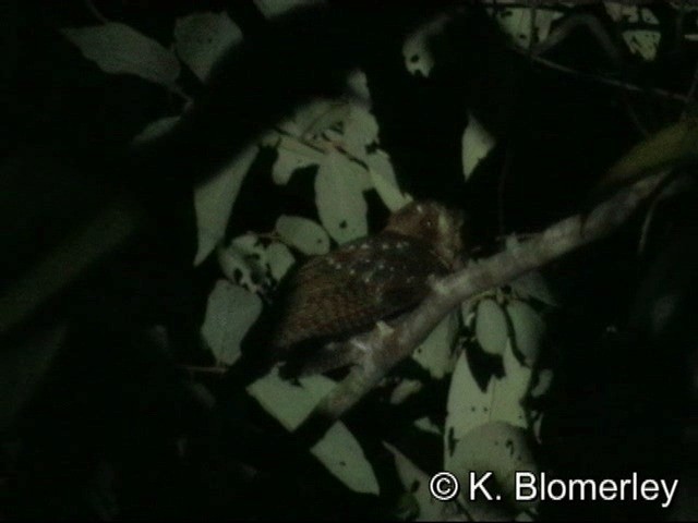 Moluccan Owlet-nightjar - ML201033741