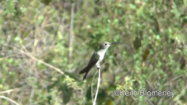 Spot-throated Hummingbird - ML201033781