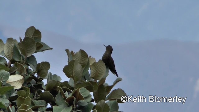 kolibřík myrtový - ML201033861