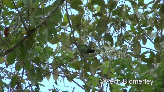 arassari bělohrdlý (ssp. cyanolaemus) - ML201033921