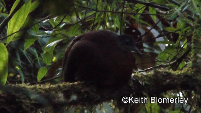Tinamou brun (castaneus) - ML201034031