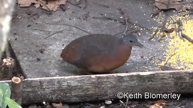 Tinamou brun (castaneus) - ML201034151
