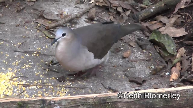 Gray-fronted Dove - ML201034161