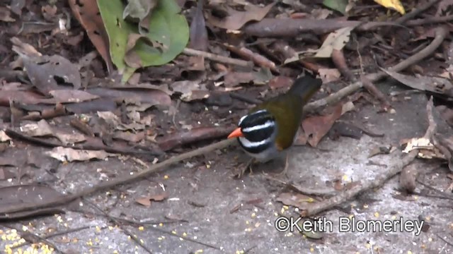 Orange-billed Sparrow (spectabilis) - ML201034171