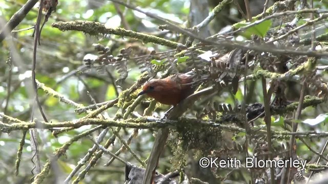 Chestnut-throated Spinetail - ML201034191