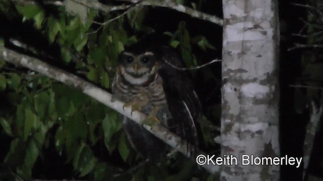 Band-bellied Owl - ML201034441