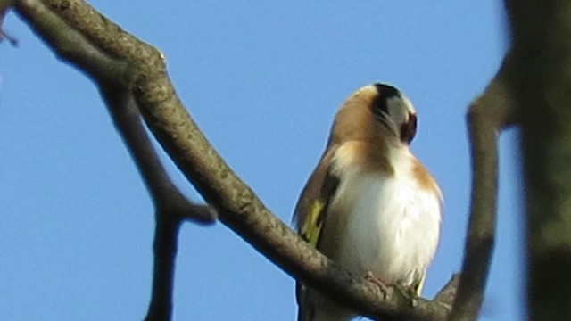 European Goldfinch (European) - ML201034701