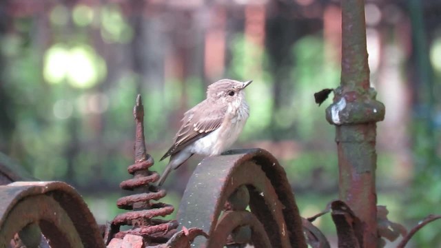 Spotted Flycatcher (Spotted) - ML201034991