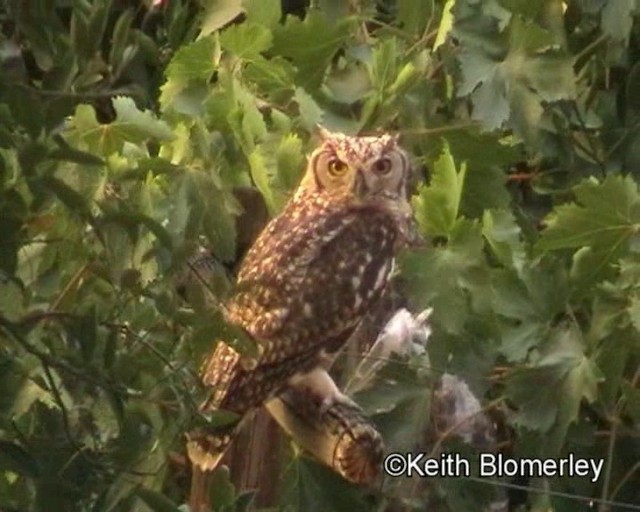 Spotted Eagle-Owl - ML201035321