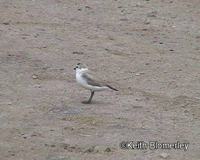 White-fronted Plover - ML201035371