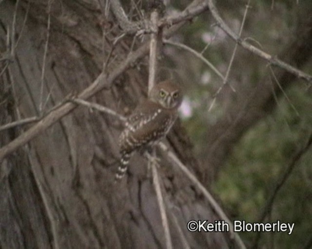 Pearl-spotted Owlet - ML201035421
