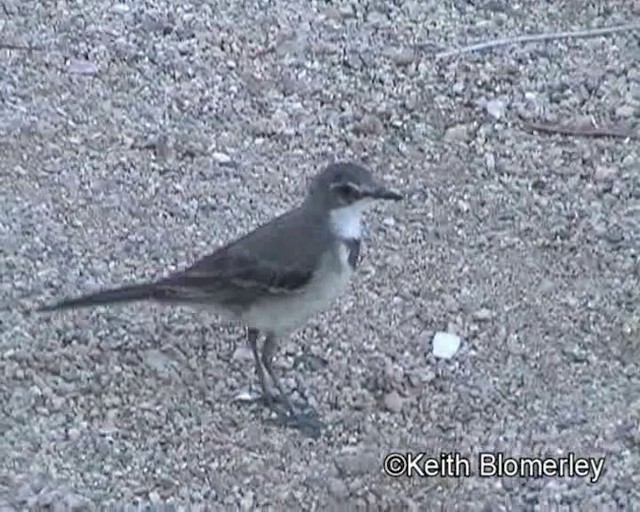 Cape Wagtail - ML201035491
