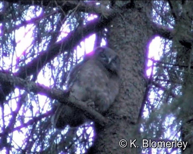 Boreal Owl (Tengmalm's) - ML201035711