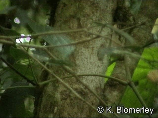 Sulawesi Babbler - ML201036091