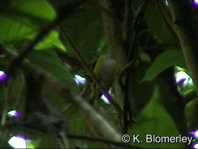Yellow-sided Flowerpecker - ML201036231