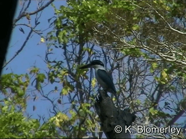 Collared Kingfisher (Collared) - ML201036261