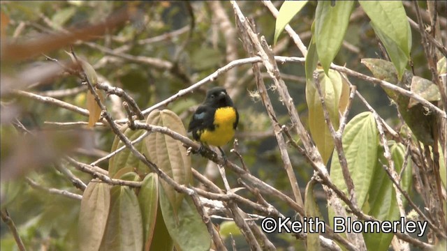 Black-and-gold Tanager - ML201036361