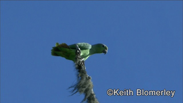 Scaly-naped Parrot - ML201036411