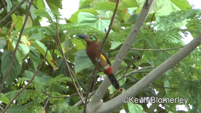 Golden-collared Toucanet (Red-billed) - ML201036831