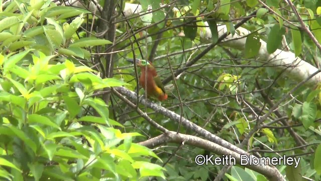 Golden-collared Toucanet (Red-billed) - ML201036841
