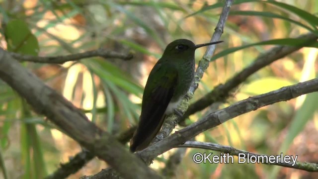 kolibřík zelenkavý - ML201036981