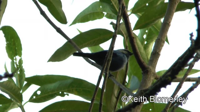 Blue-and-black Tanager (Blue-and-black) - ML201037061