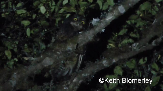 White-throated Screech-Owl - ML201037081