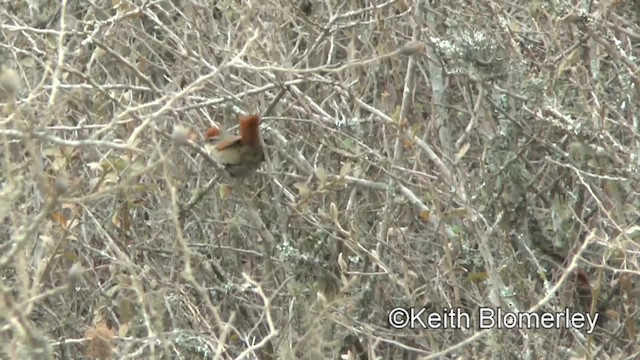 Line-cheeked Spinetail (Line-cheeked) - ML201037241