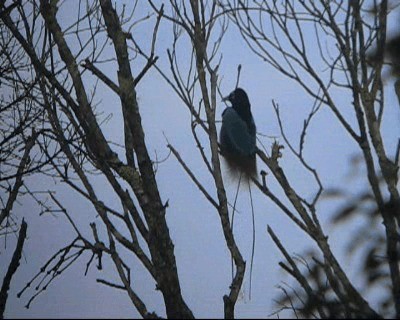 Blue Bird-of-Paradise - ML201037511