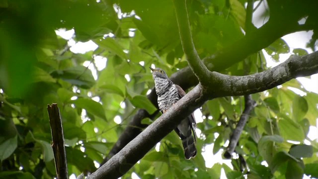 Sulawesi Cuckoo - ML201037631