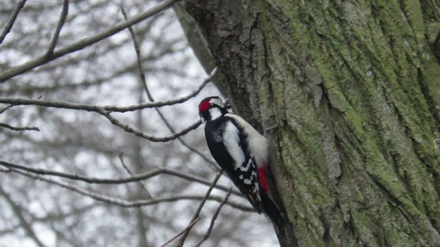 Great Spotted Woodpecker - ML201037751
