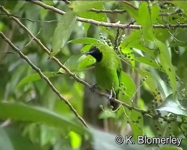 Lesser Green Leafbird - ML201038321