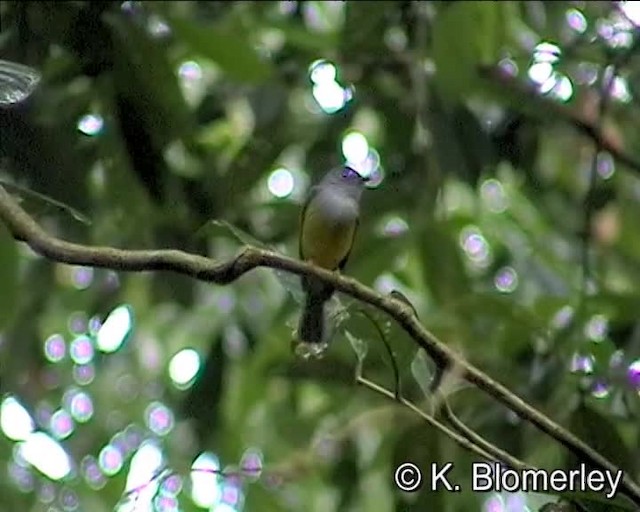 Gray-headed Canary-Flycatcher - ML201038391