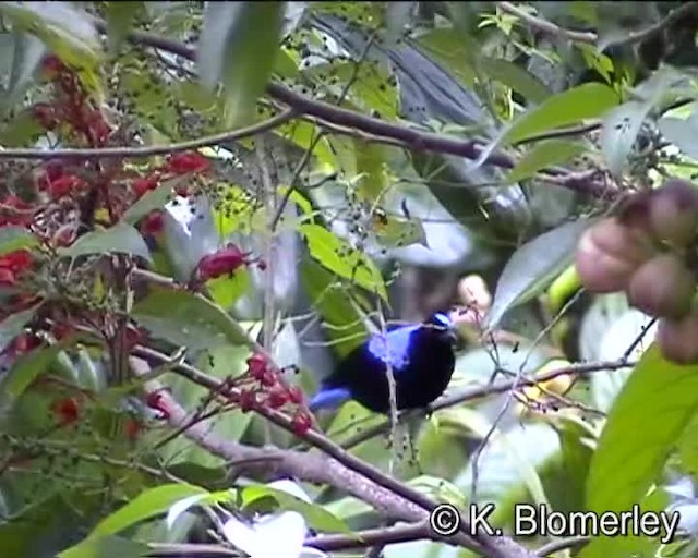 Asian Fairy-bluebird - ML201038471