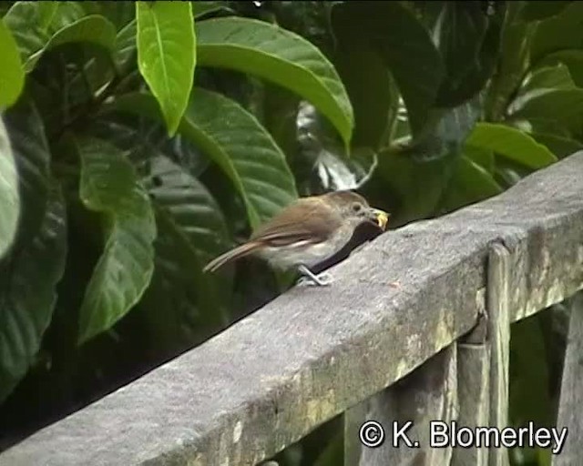  - Sooty-capped Babbler