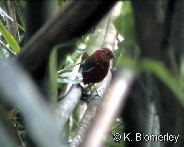 Blue-banded Pitta - ML201038641