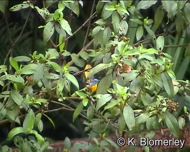 Yellow-rumped Flowerpecker - ML201038671