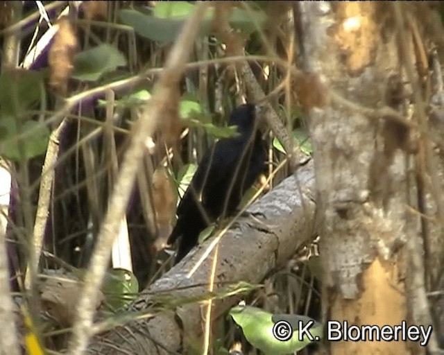Чёрная флейтовая птица - ML201038821