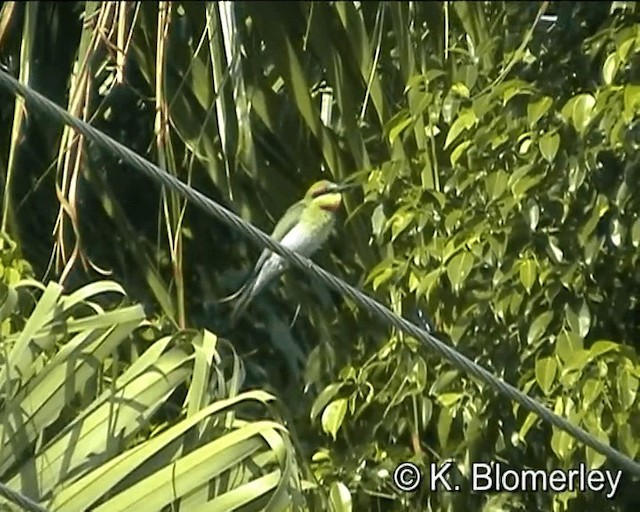 Rainbow Bee-eater - ML201038881