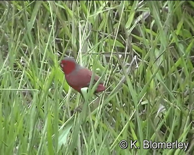Crimson Finch (Black-bellied) - ML201038891