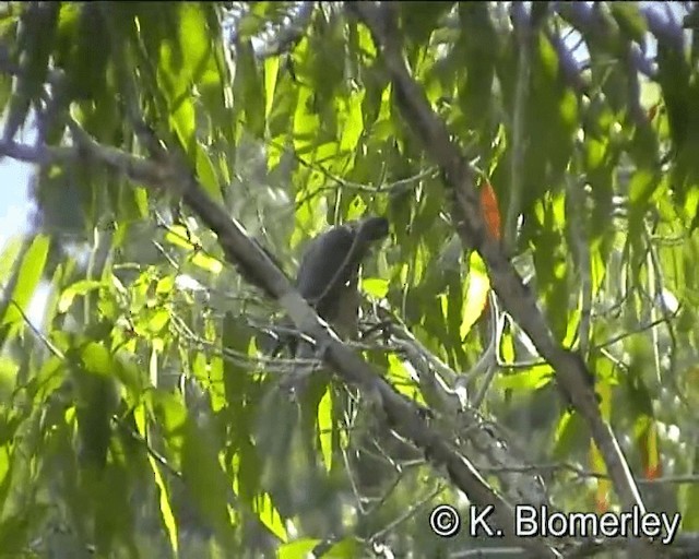 Helmeted Friarbird (Hornbill) - ML201038901