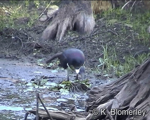 Ibis d'Australie - ML201038931