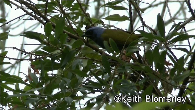 Blue-capped Tanager - ML201039081