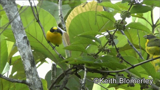 Thick-billed Euphonia (Black-tailed) - ML201039211