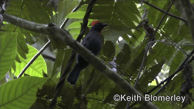 Sooty Ant-Tanager - ML201039231