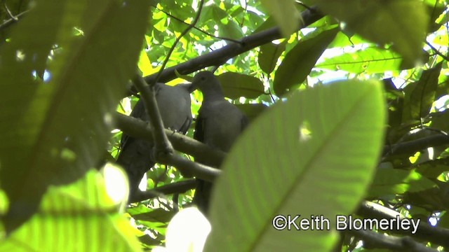 Plumbeous Pigeon - ML201039281