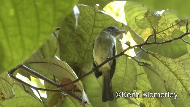 Western Olivaceous Flatbill - ML201039291